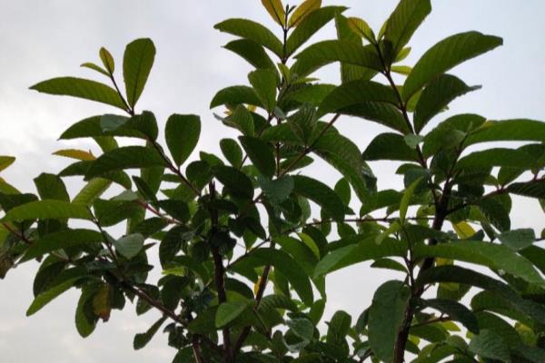 请看黑板英语怎么说（What's the English translation for 请看黑板）.