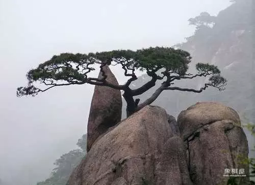 仙人指路的下一句