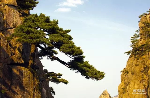 仙人指路的下一句