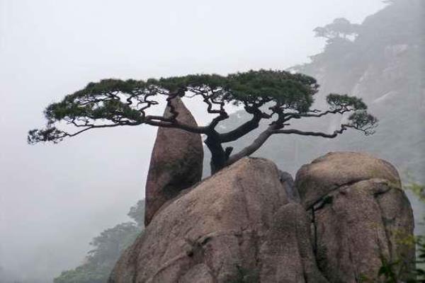 仙人指路的下一句（在迷雾中，谁为你点亮前行的路）.