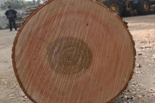 水曲柳主要分布哪些产地（为何水曲柳在我国东北地区独领风骚）.