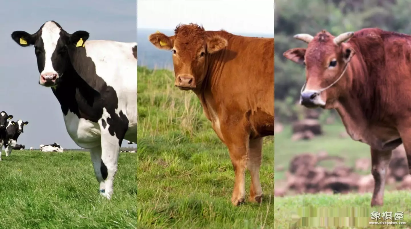 造人牛角象棋怎么玩