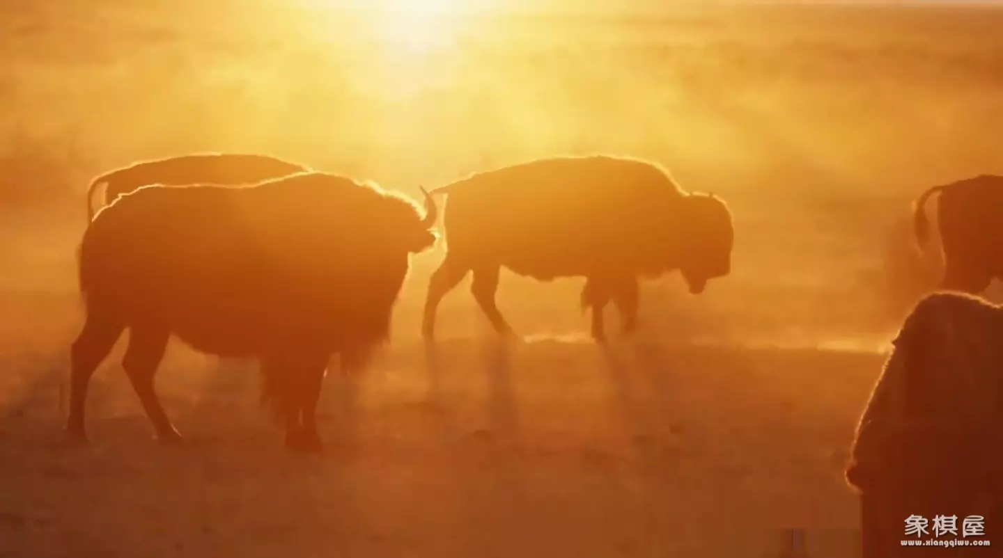 造人牛角象棋怎么玩