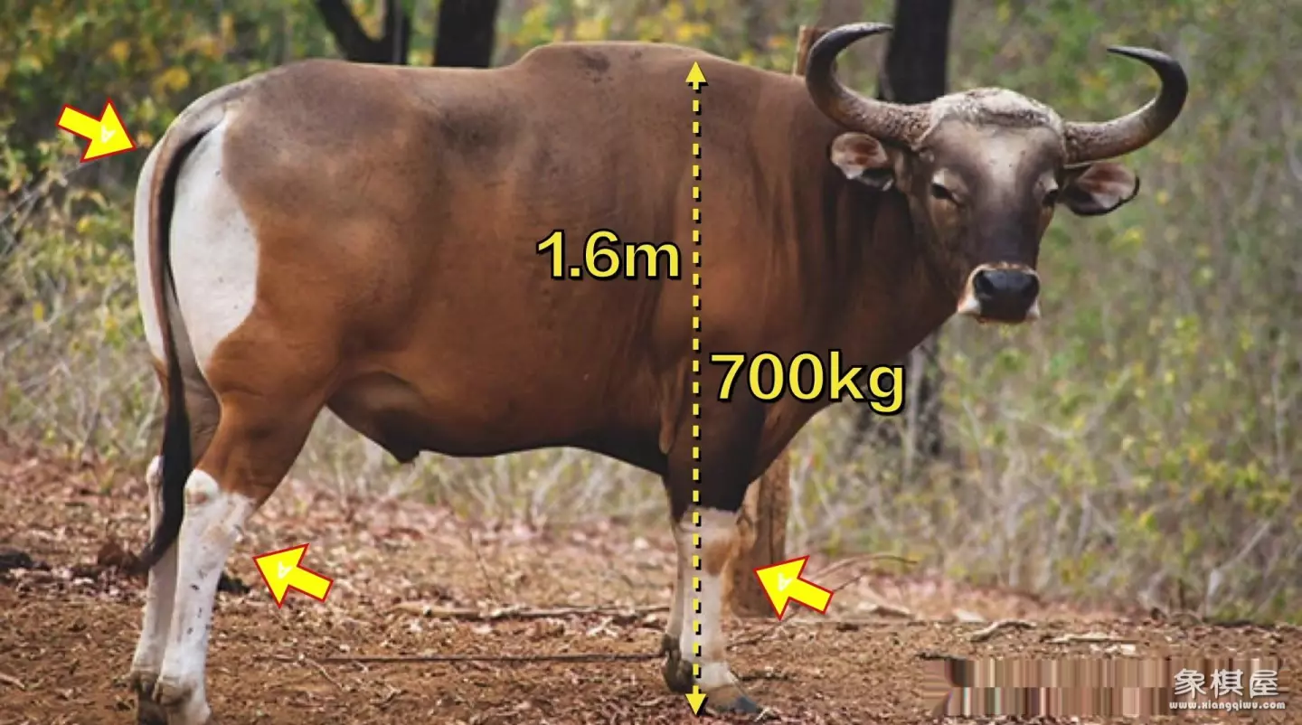 造人牛角象棋怎么玩