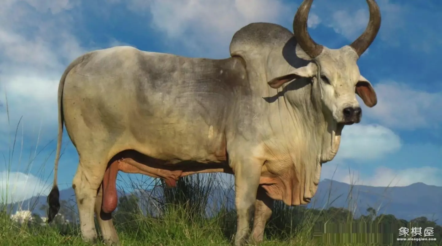 造人牛角象棋怎么玩