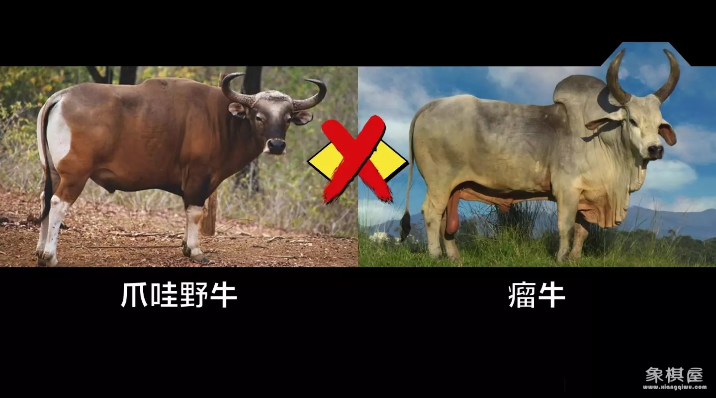 造人牛角象棋怎么玩