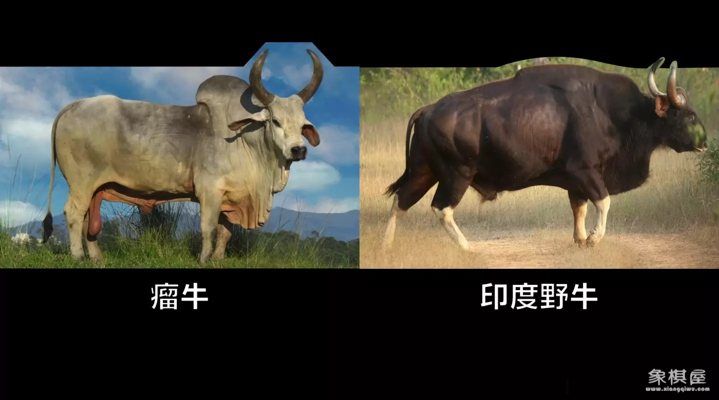 造人牛角象棋怎么玩