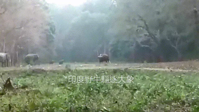 造人牛角象棋怎么玩