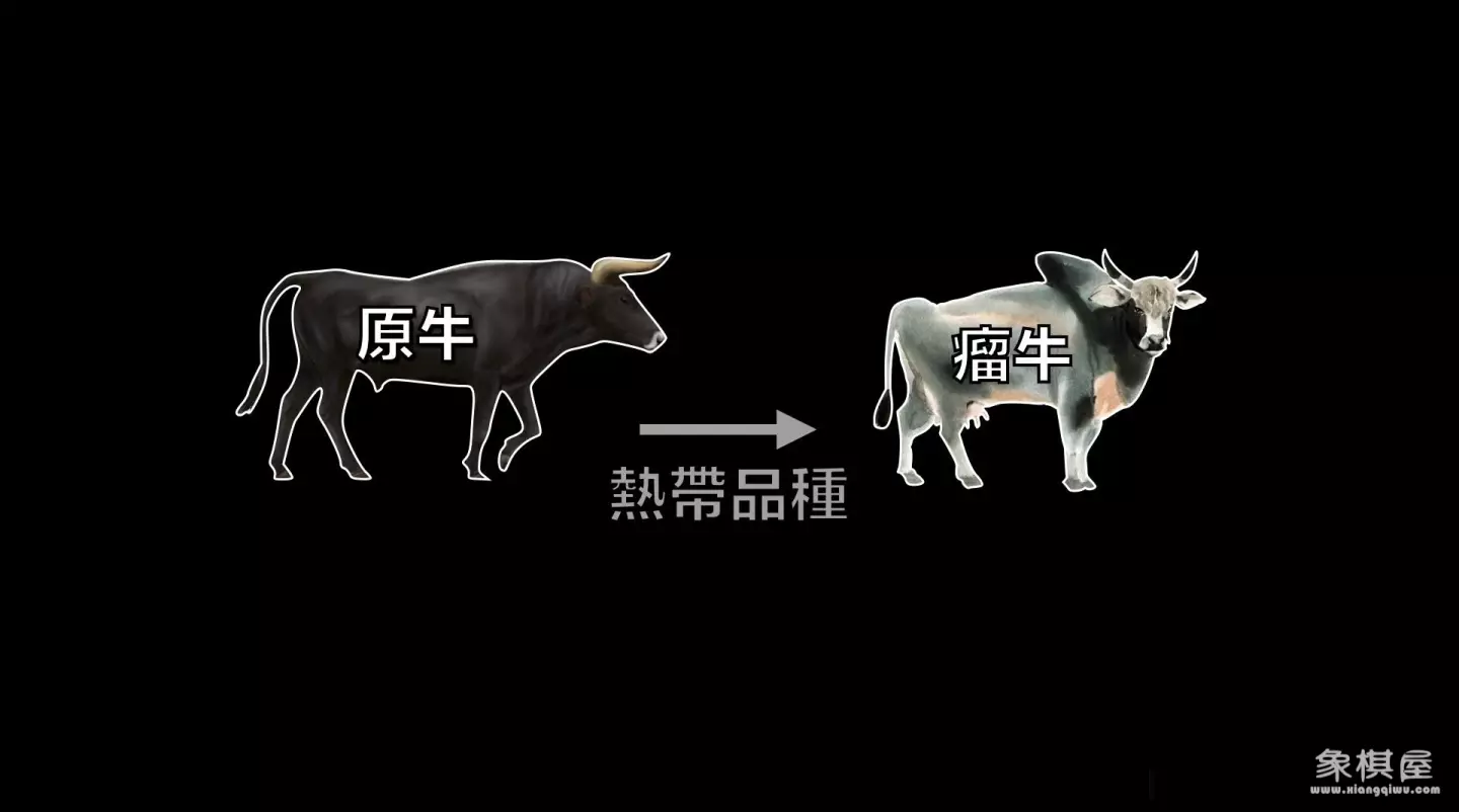 造人牛角象棋怎么玩