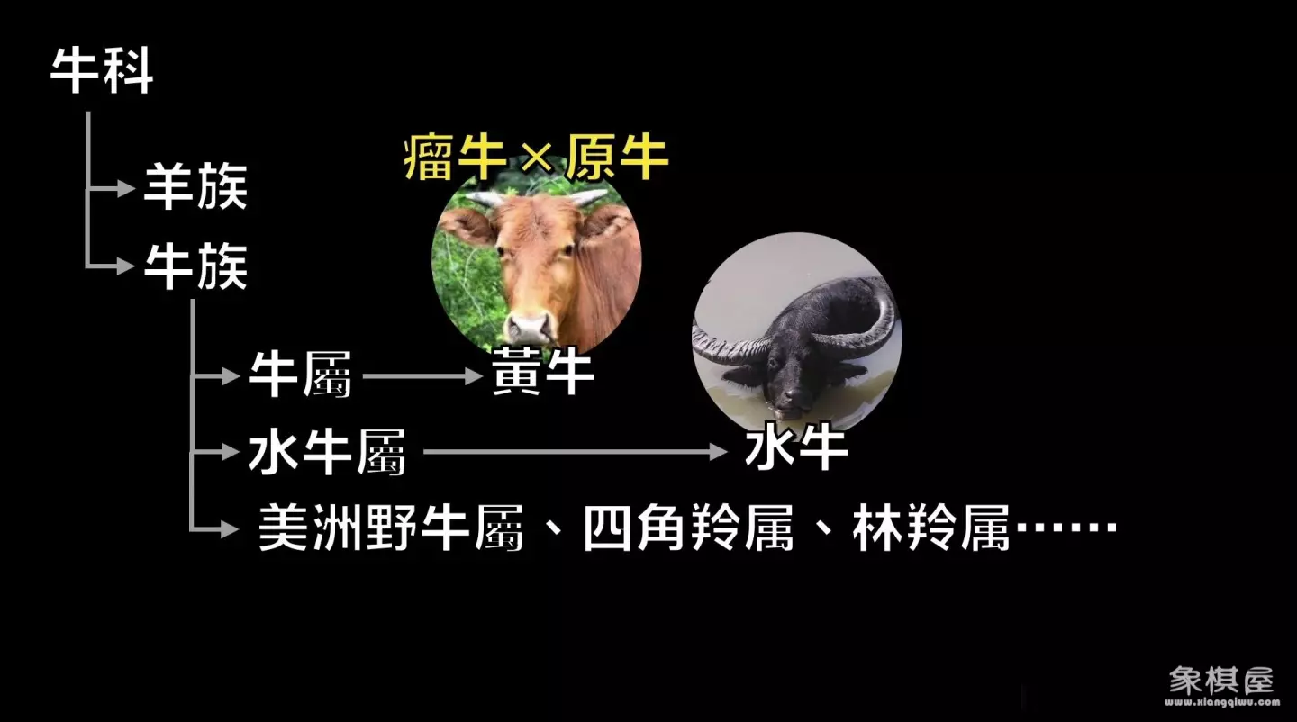 造人牛角象棋怎么玩