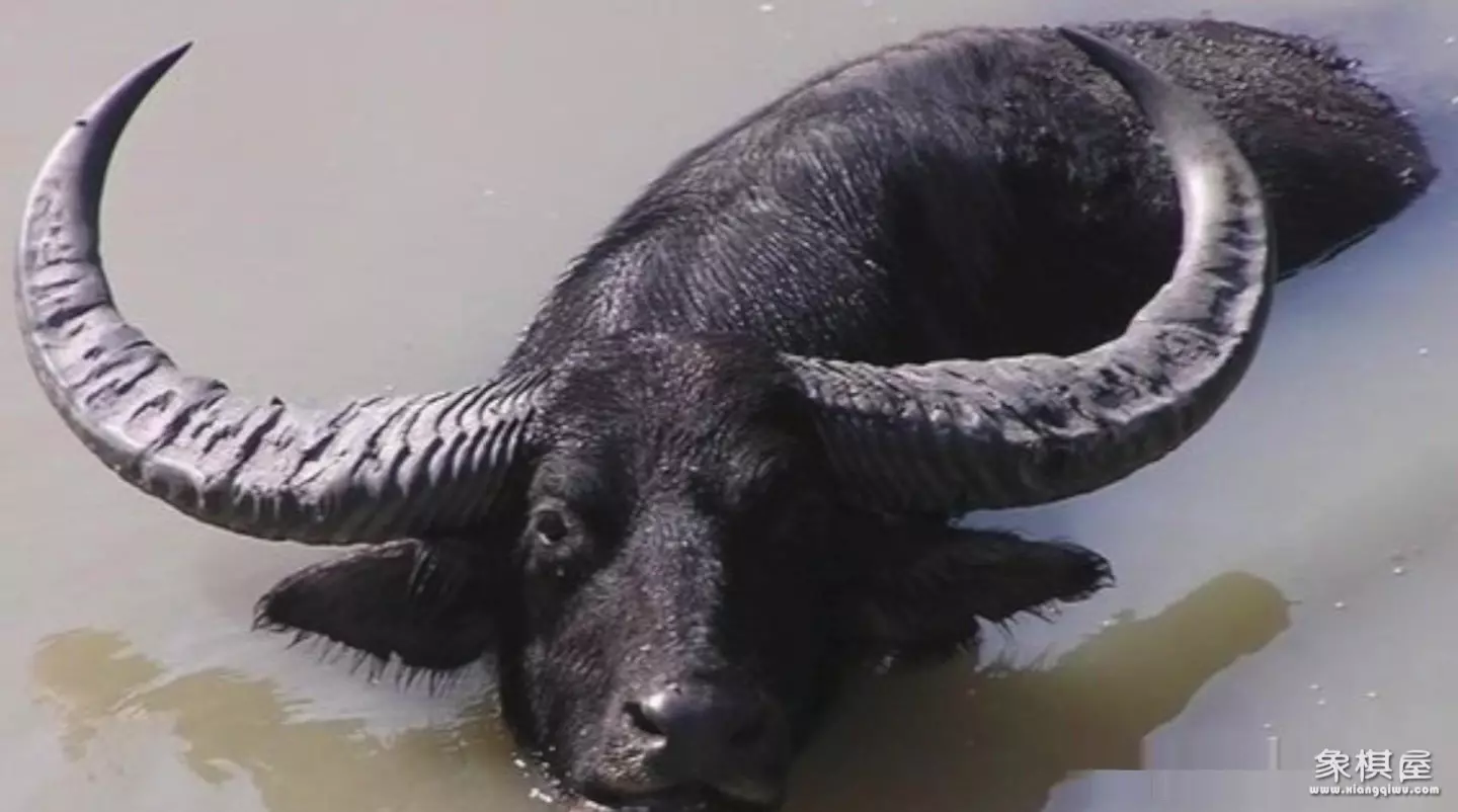 造人牛角象棋怎么玩