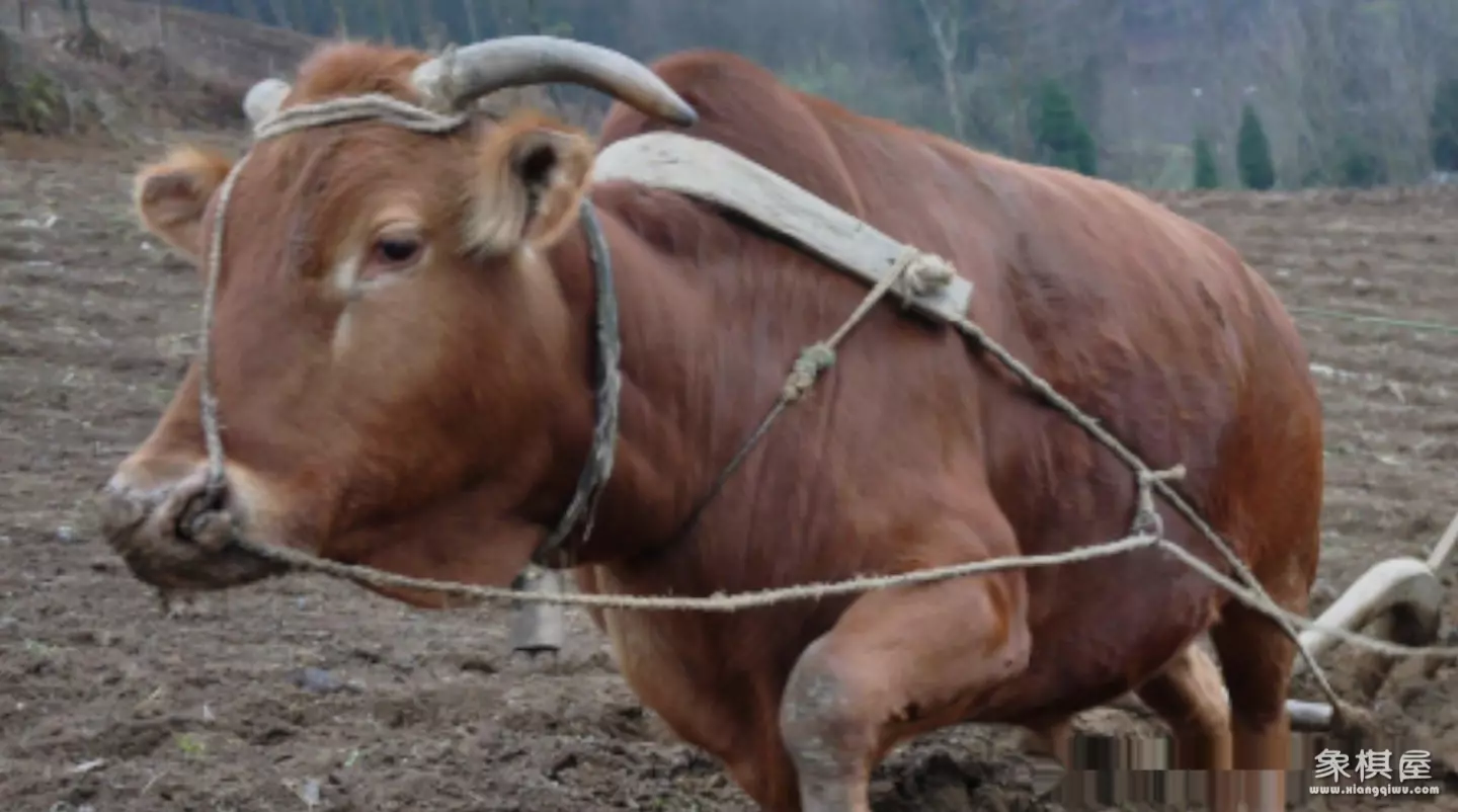 造人牛角象棋怎么玩