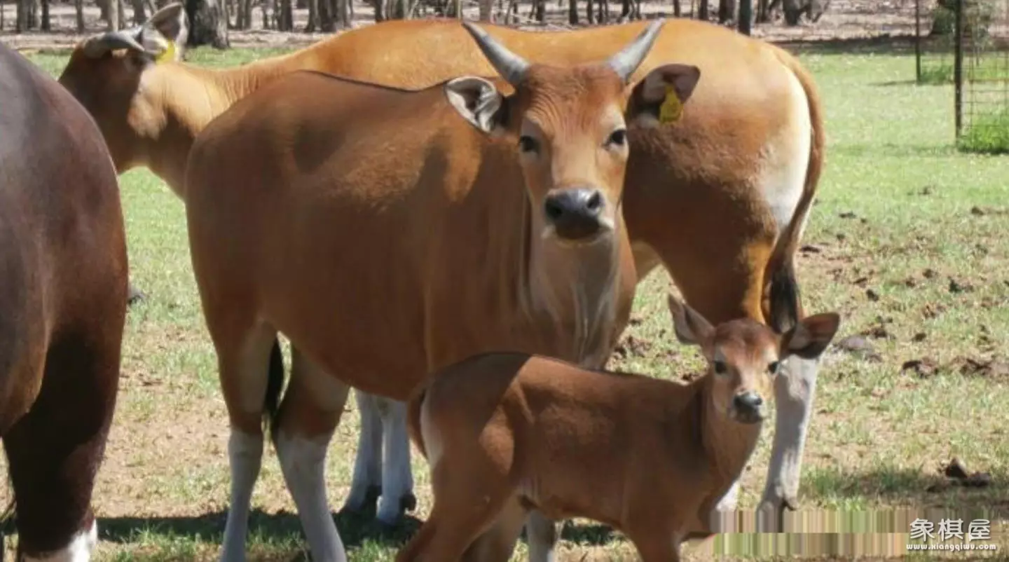 造人牛角象棋怎么玩