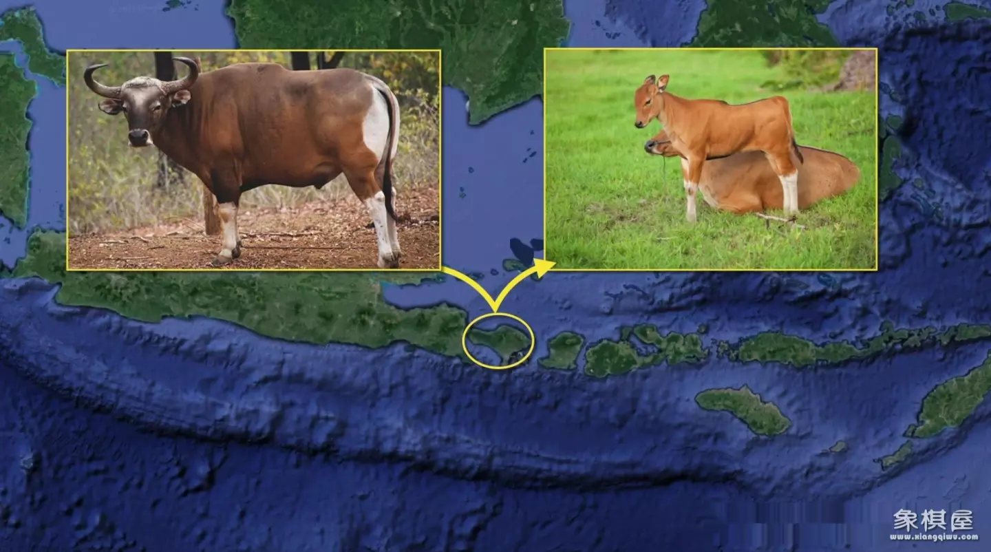 造人牛角象棋怎么玩