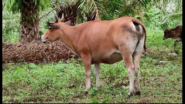 造人牛角象棋怎么玩