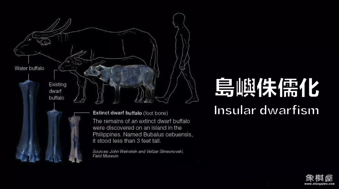 造人牛角象棋怎么玩