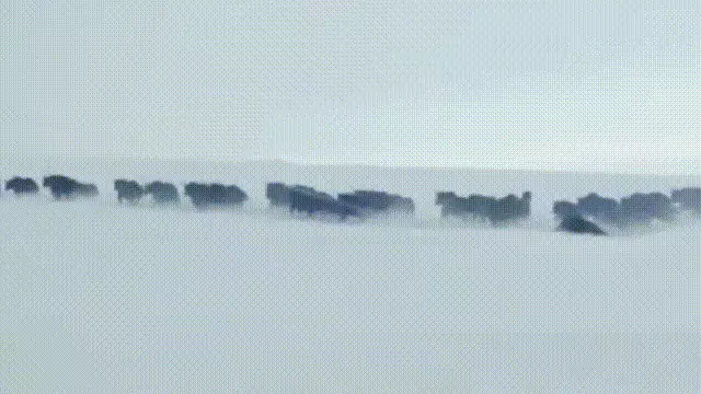 造人牛角象棋怎么玩