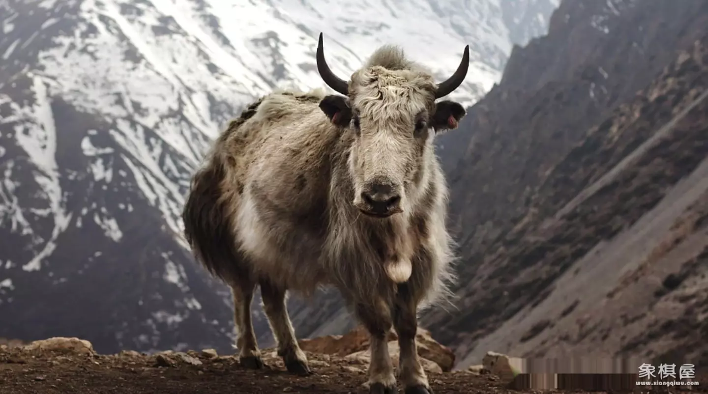 造人牛角象棋怎么玩