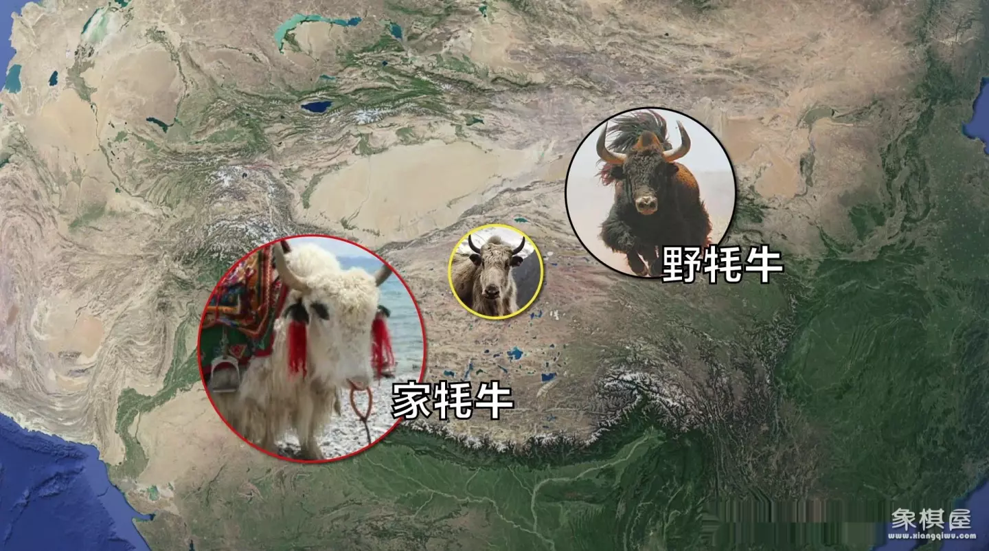 造人牛角象棋怎么玩