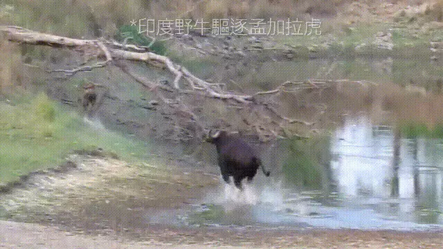 造人牛角象棋怎么玩