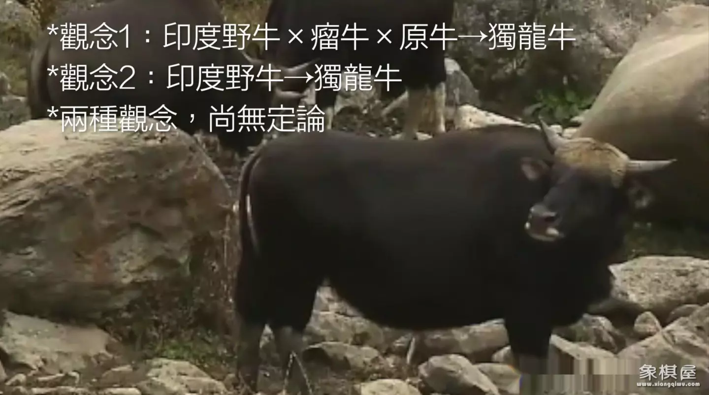 造人牛角象棋怎么玩