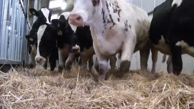 造人牛角象棋怎么玩