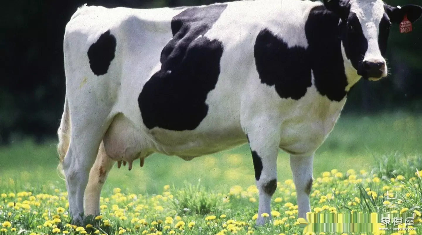 造人牛角象棋怎么玩