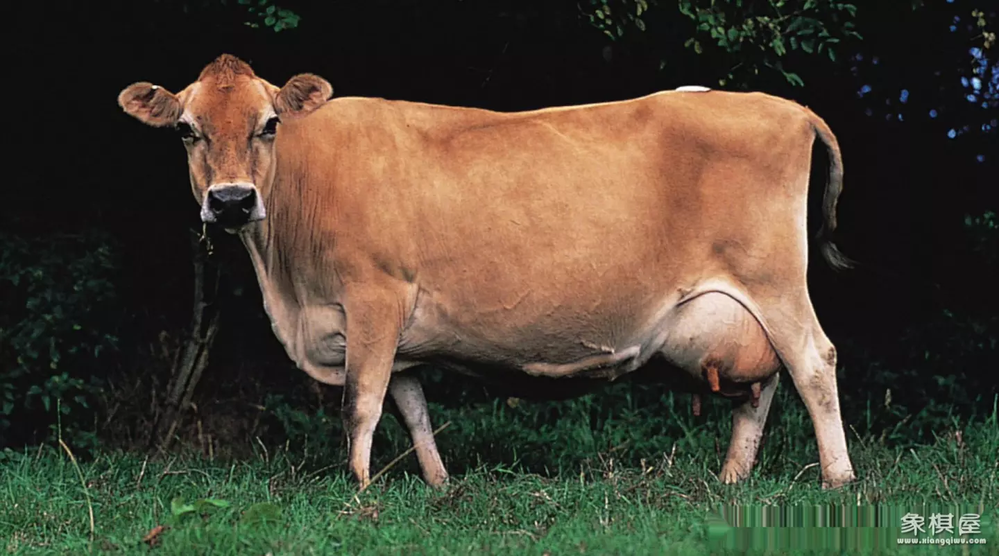 造人牛角象棋怎么玩