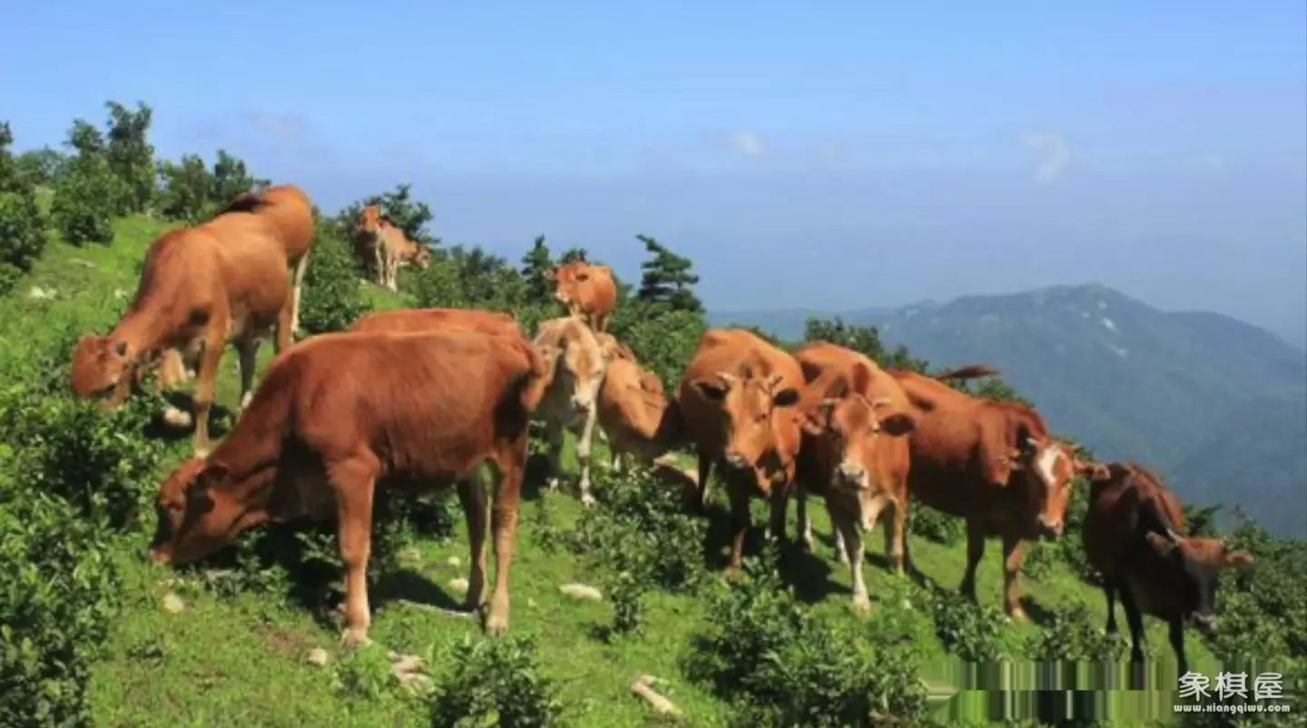 造人牛角象棋怎么玩