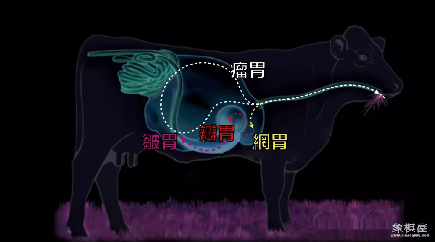 造人牛角象棋怎么玩