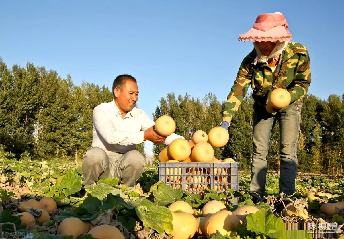 葫芦的品种有哪些
