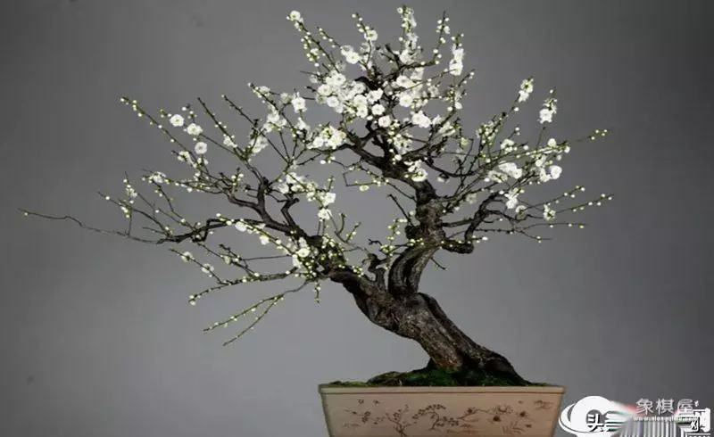 徐昊盆景艺木大师