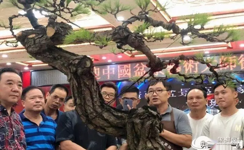 徐昊盆景艺木大师