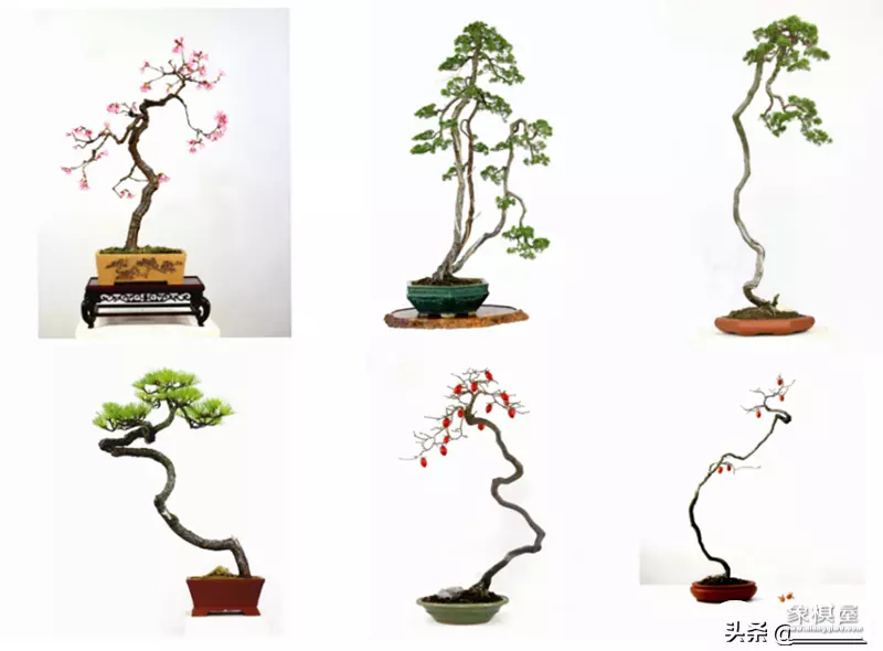 徐昊盆景艺木大师