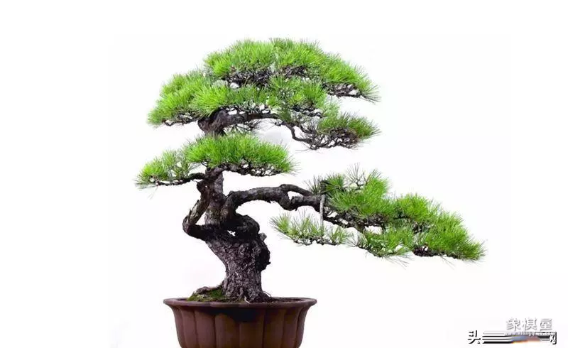 徐昊盆景艺木大师