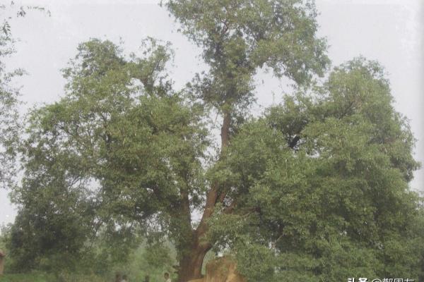 泥马渡康王的故事（神秘的泥马如何助力康王渡过难关）.