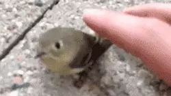 象棋十大不礼貌开局