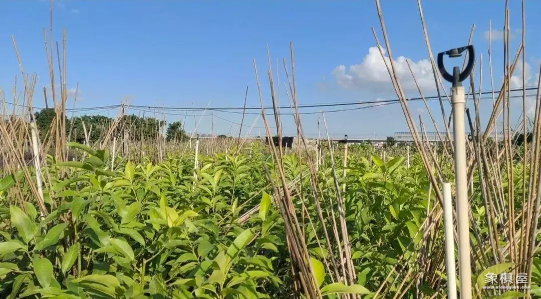 成吉思汗玩出了什么名堂