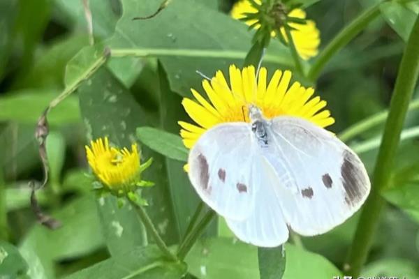 象棋好处多还是围棋（象棋 or 围棋，谁更能锻炼你的智慧）.