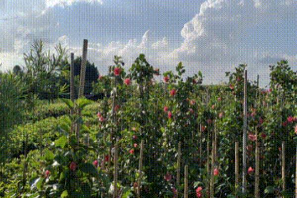 成吉思汗玩出了什么名堂（征服世界的成吉思汗，究竟玩出了怎样的辉煌）.