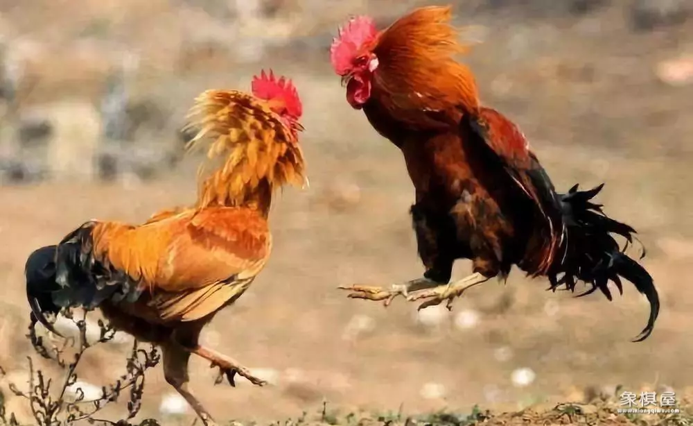 博弈论普通人能看懂吗