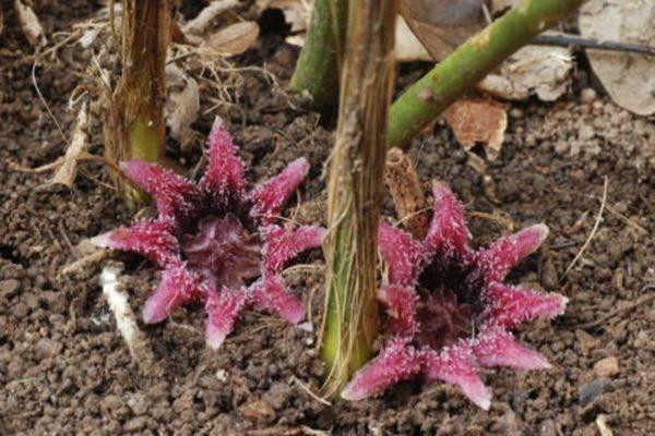 蜘蛛抱蛋象棋杀招（如何利用蜘蛛抱蛋象棋杀招击败对手）.