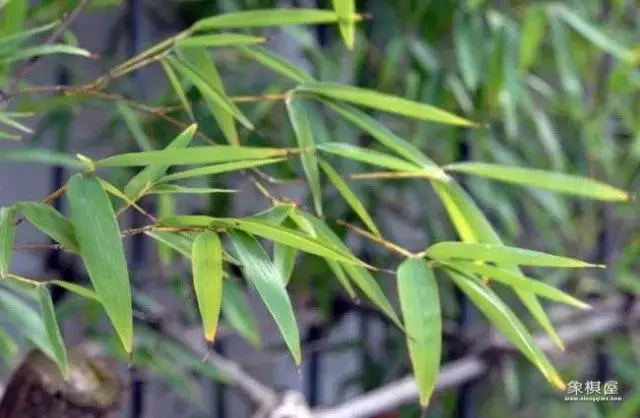 竹子漂亮简单画法