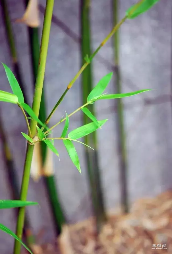 竹子漂亮简单画法