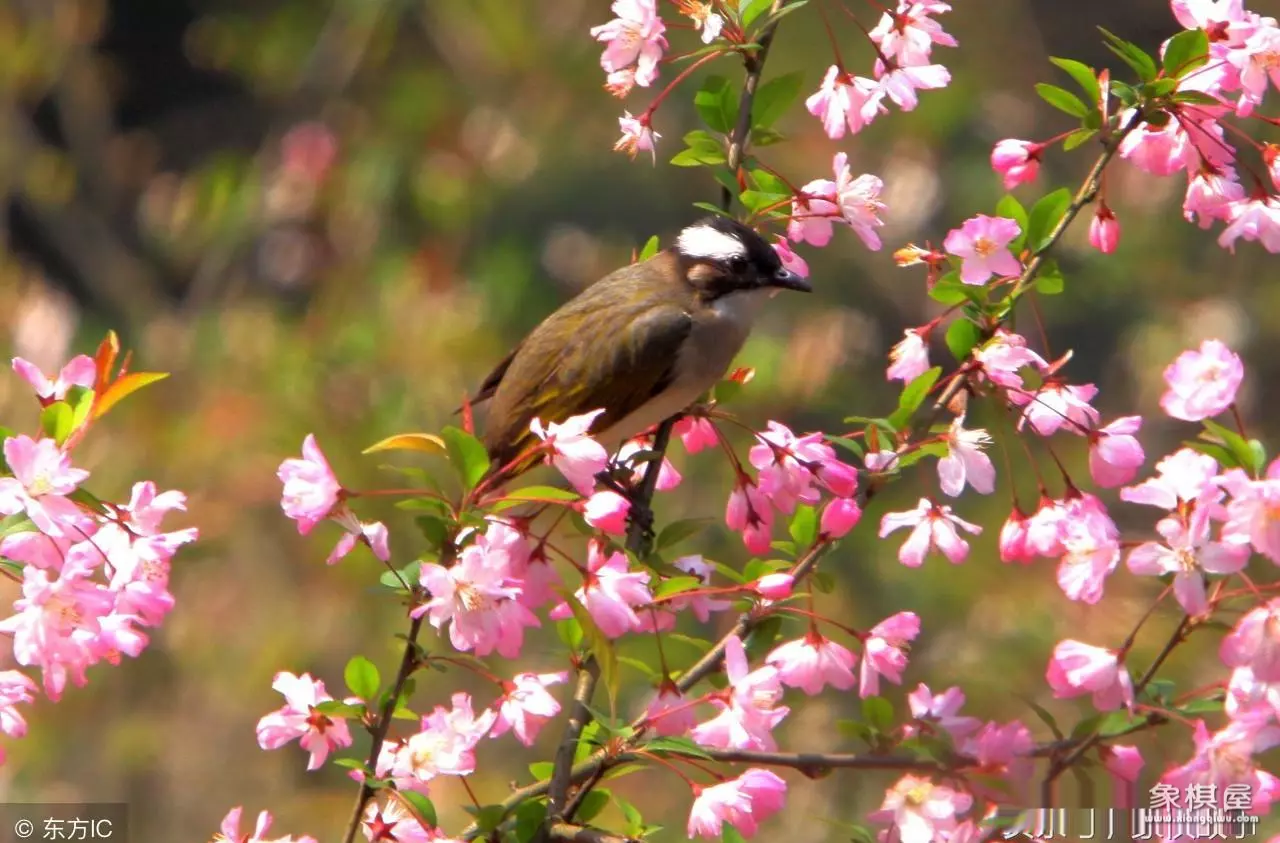 四月天象棋网直播