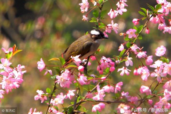 四月天象棋网直播（四月天象棋网直播，谁将成为下一个棋王）.