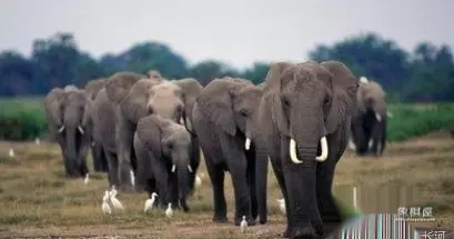 中华民族的传统文化象棋