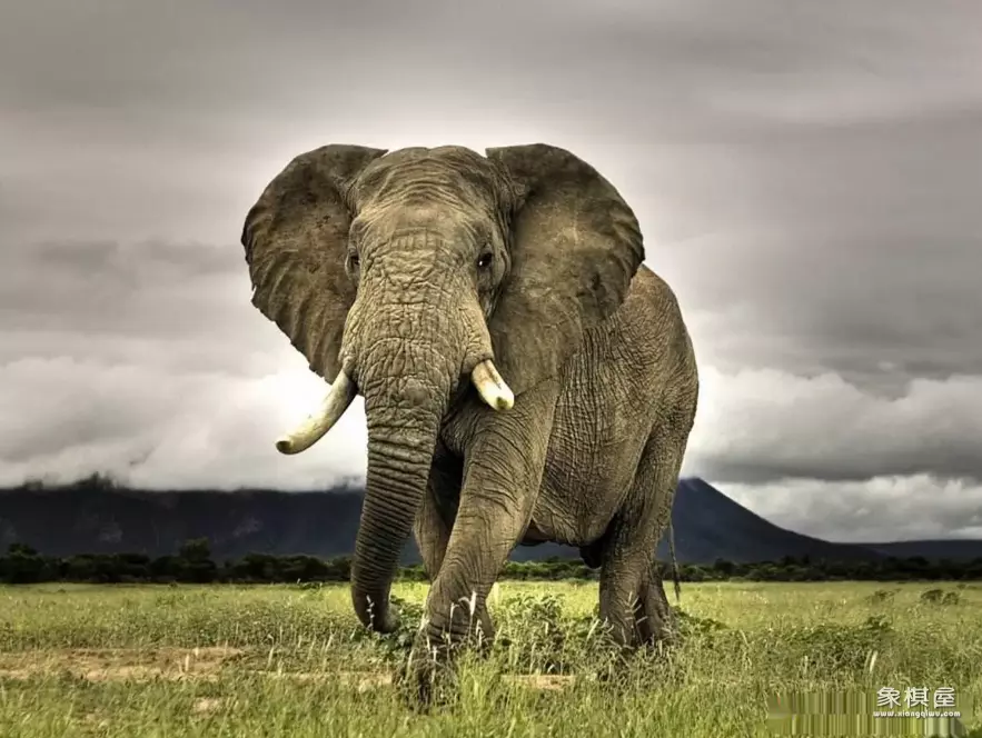 我想知道中国象棋