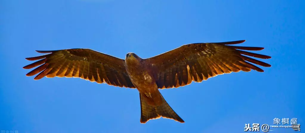 胡荣华千古名局