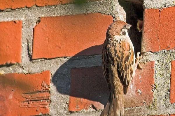麻雀英文名怎样写.